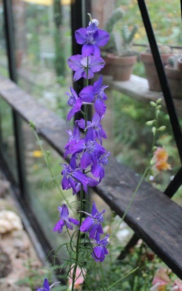 Delphinium grandiflorum, Foto vom 10.7. (© Spender 55)