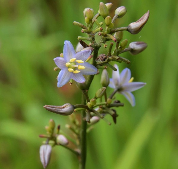 Dianella caerulea, Foto vom 22.6. (© Spender 253)