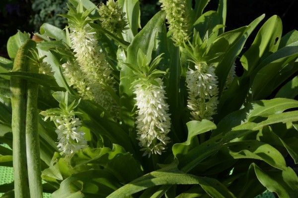 Eucomis zambesiaca, Foto vom 30.7. (© Spender 253)