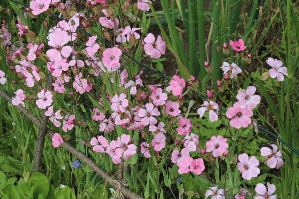 Gypsophila vaccaria, Foto vom 5.6. (©Spender 55)