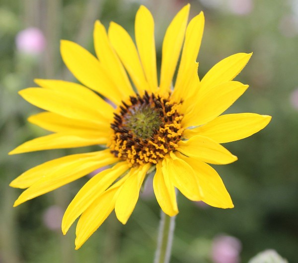 Helianthus mollis (© Spender 86)