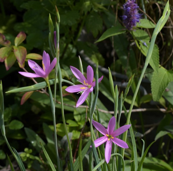 Hesperantha baurii, Foto vom 3.9. (© Spender 253)