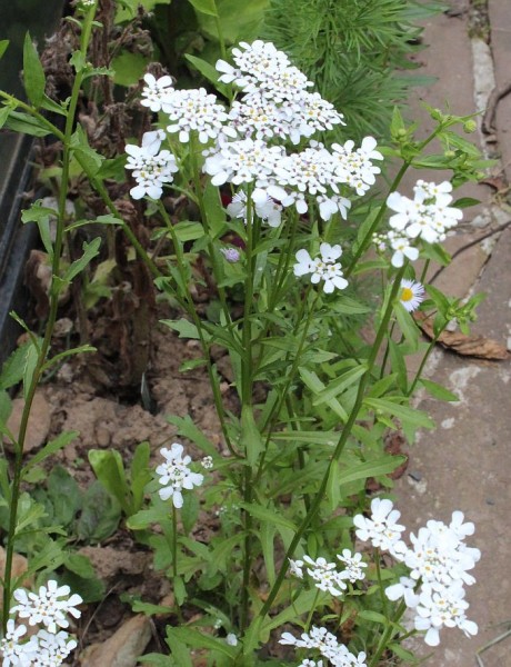 Iberis amara, Foto vom 4.6. (© Spender 55)
