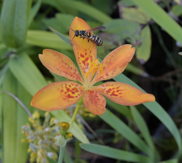 Iris x norrisii, Foto vom 2.8. (© Spender 253)