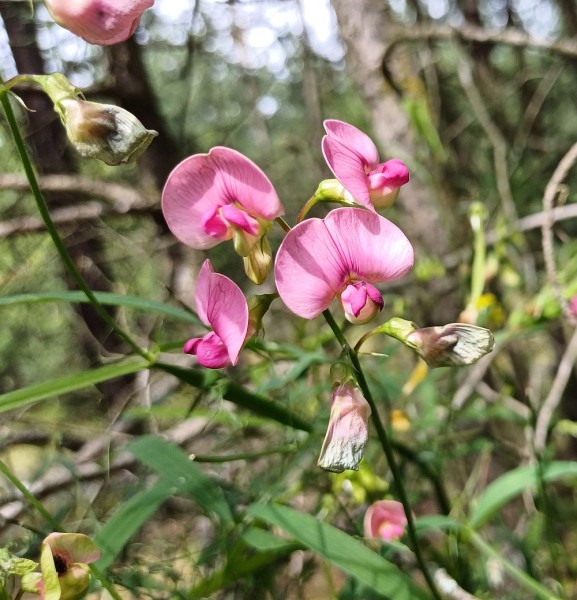 Lathyrus sylvestris, Foto vom 3.8. (© Spender 55)