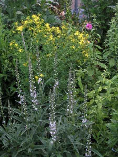 Lysimachia ephemerum (© Spender 32)