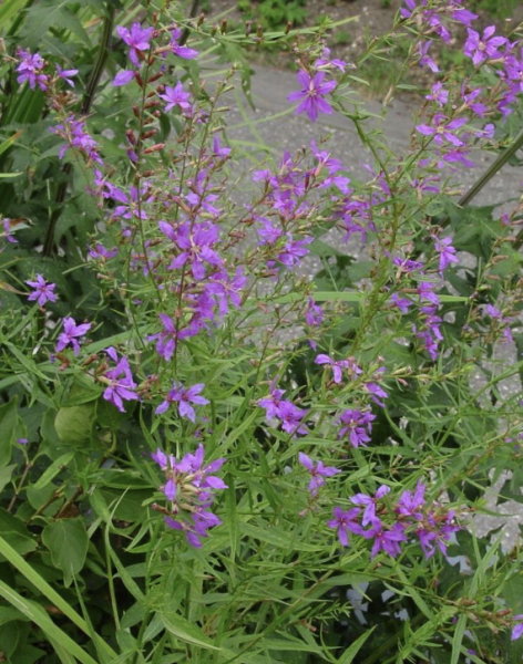 Lythrum virgatum 'Swirl', Foto vom 17. August (© Spender 419)