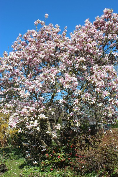 Magnolia x soulangeana, Foto vom 15.4. (© Spender 55)