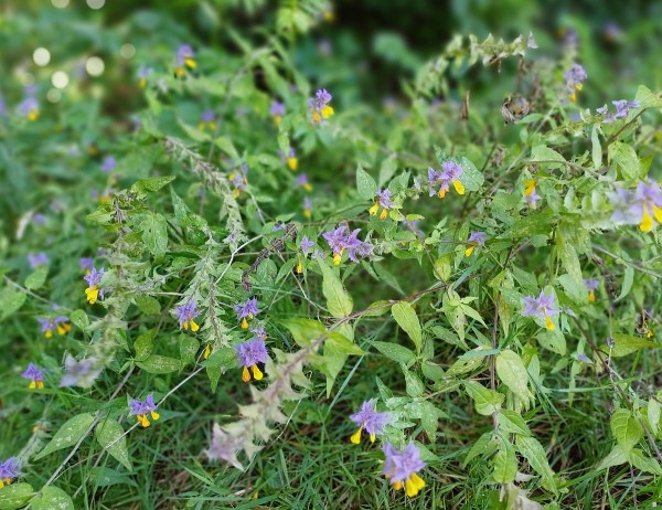 Melampyrum nemorosum, Foto vom 5.8. (© Spender 55)