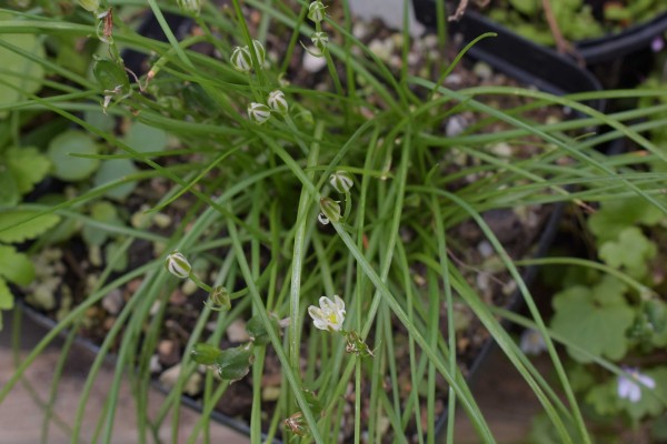 Ornithogalum graminifolium, Foto vom 27.8. (© Spender 253)