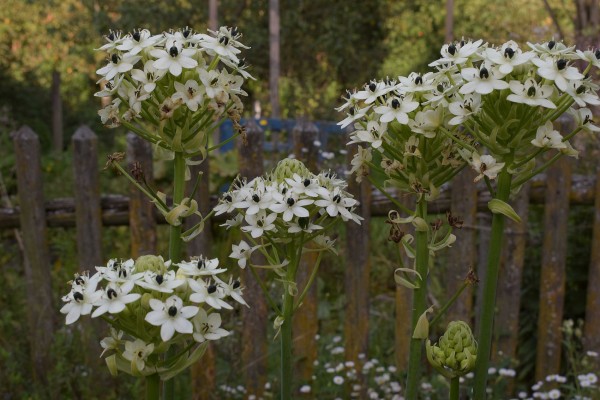 Ornithogalum saundersiae, Foto vom 28.9. (© Spender 253)