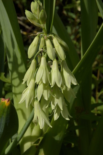 Ornithogalum viridiflorum, Foto vom 6.7. (© Spender 253)