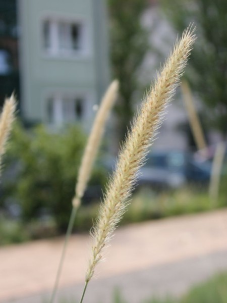  Pennisetum macrourum 'White Lancer', Foto vom 1. August (© Spender 86)
