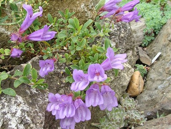 Penstemon davidsonii ssp. menziesii, Foto vom 19. Mai  (© Spender 55)