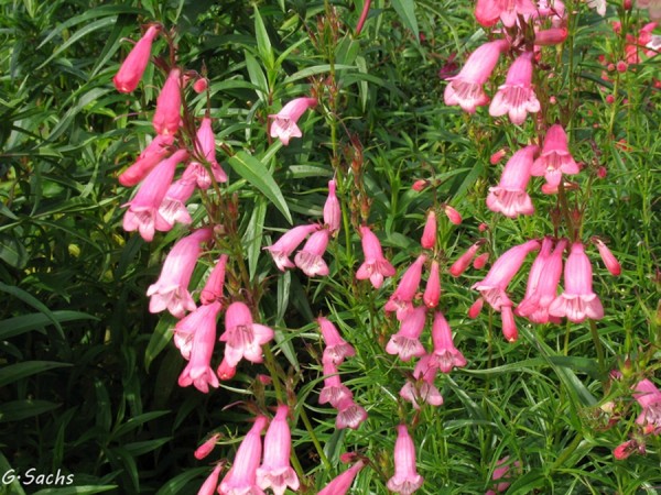 Penstemon hartwegii 'Evelyn', Foto vom 2. Oktober (© Spender 319)