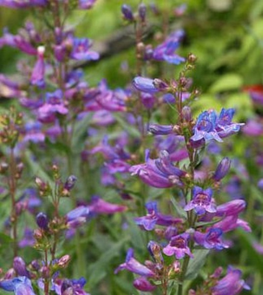 Penstemon heterophyllus 'Catherine de la Mare' (© Spender 319)
