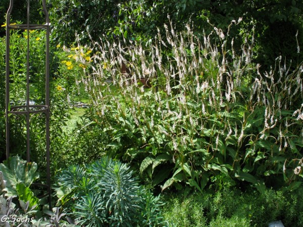 Persicaria amplexicaulis 'Album', Foto vom 10. August (© Spender 319)