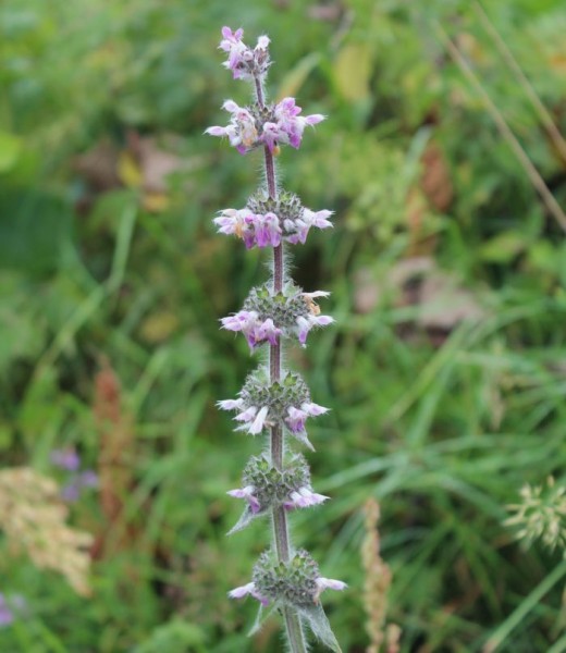 Phlomis herba-venti ssp. pungens, Foto vom 30. Juli (© Spender 55)