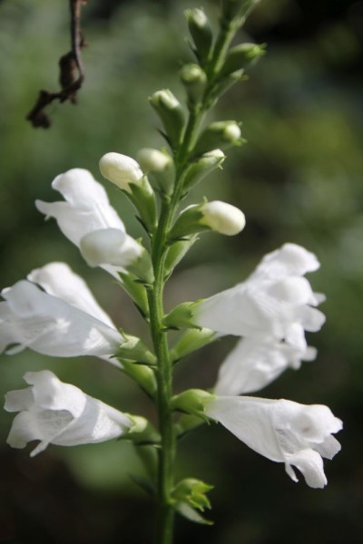  Physostegia virginiana 'Alba', Foto vom 5. September (© Spender 86)