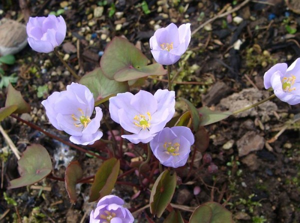 Foto vom 14. April (© Spender 55)