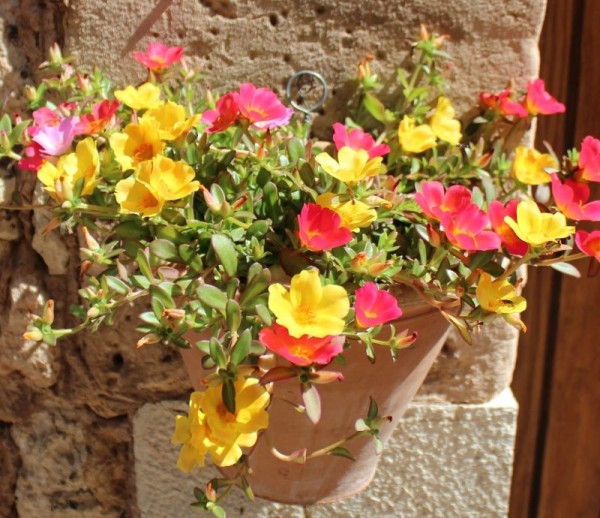 Portulacca grandiflora, Foto vom 17. Juni (© Spender 55)