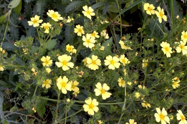 Potentilla recta, Foto vom 2. Juli (© Spender 253)