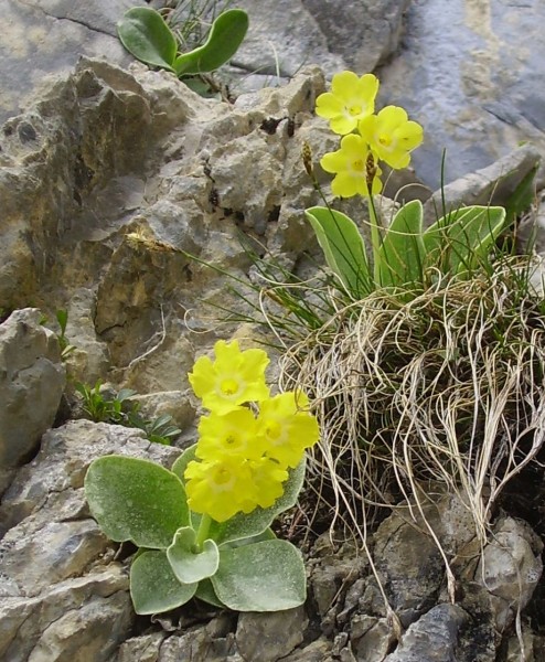 Primula auricula, Foto vom 24. Mai (© Spender 55)