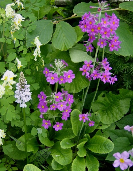 Primula beesiana (mit Dactylorrhiza maculata), Foto vom 14. Juni (© Spender 240)