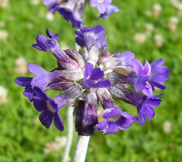 Primula capitata ssp. mooreana, Foto vom 18. Juni (© Spender 55)
