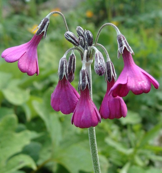 Primula chionantha ssp. sino-purpurea, Foto vom 26. Mai (© Spender 55)
