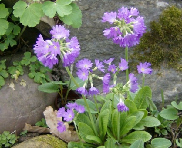 Primula denticulata, Foto vom 6. April (© Spender 240)