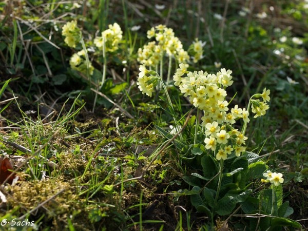 Primula elatior, Foto vom 3. April (© Spender 319)