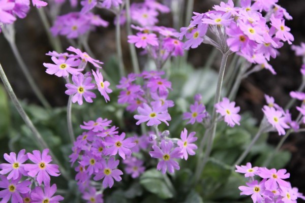 Primula farinosa, Foto vom 3. April (© Spender 86)