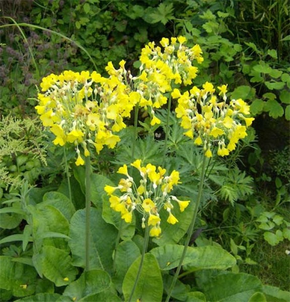 Primula florindae, Foto vom 10. Juni (© Spender 240)