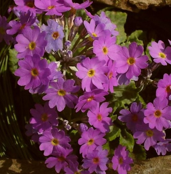 Primula frondosa, Foto vom 15. Mai (© Spender 55)