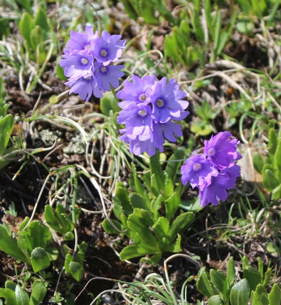 Primula glutinosa in den Dolomiten, Foto vom 3. Juli (© Spender 55)