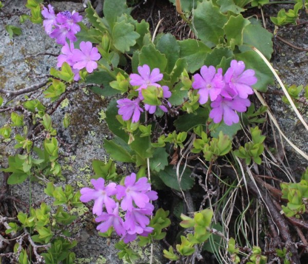 Primula hirsuta am Naturstandort, Foto vom 19. Juni (© Spender 55)