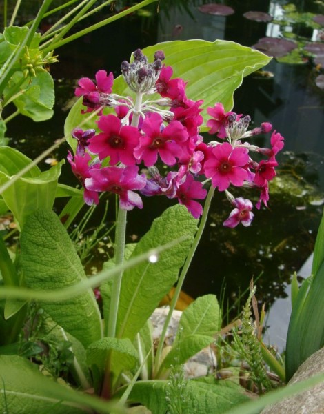 Primula japonica, Foto vom 27. April (© Spender 55)