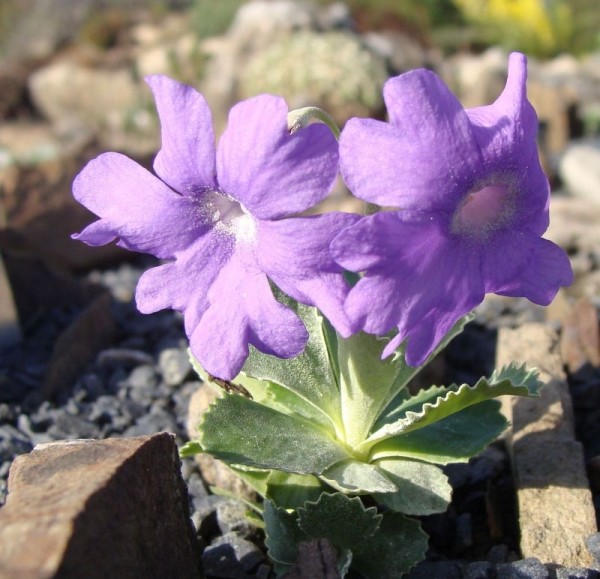 Primula marginata 'Spitzblatt', Foto vom 24. März (© Spender 55)