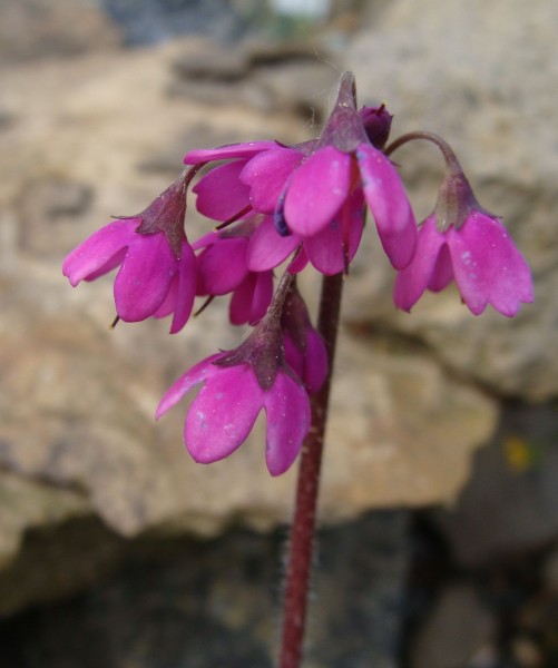 Primula matthioli, Foto vom 2. Mai (© Spender 55)