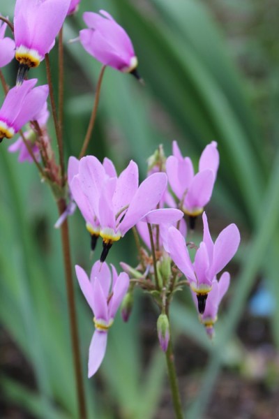Primula meadia, Foto vom 13. Mai (© Spender 55)