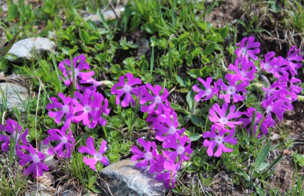 Primula minima in den Dolomiten, Foto vom 3. Juli  (© Spender 55)
