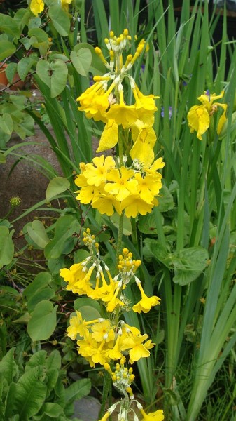 Primula prolifera, Foto vom 1. Juni (© Spender 55)