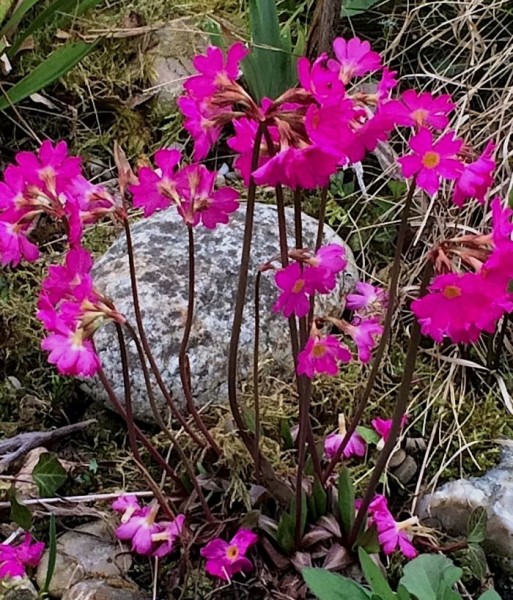 Primula rosea, Foto vom 10. April (© Spender 419)