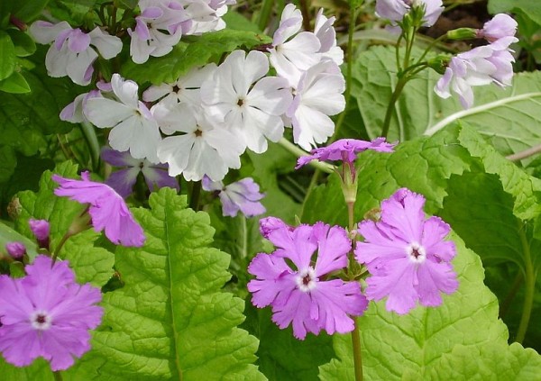 Primula sieboldii, Foto vom 21. April (© Spender 55)