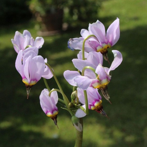 Primula tetranda, Foto vom 21. Mai (© Spender 55)