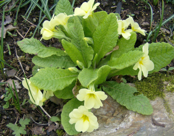 Primula vulgaris, Foto vom 5. April (© Spender 240)