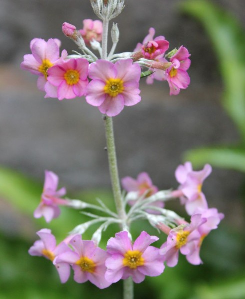 Primula x bullesiana Hybride, Foto vom 16. Juni (© Spender 86)