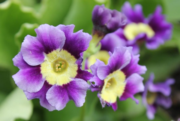 Primula x pubescens, Foto vom 2. Mai (© Spender 86)