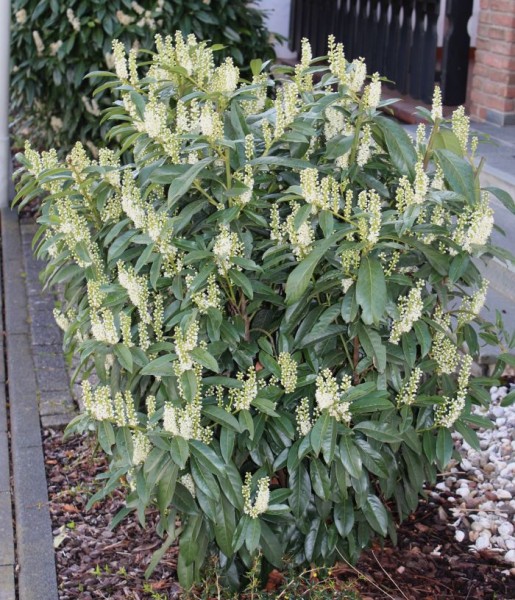Prunus laurocerasus, Foto vom 12. April (© Spender 55)